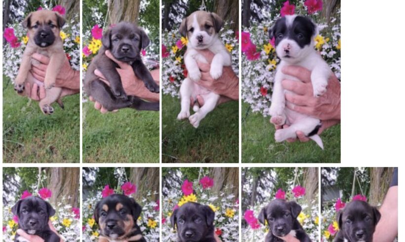 Fern’s puppies