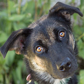 Cheyenne, a Pound Dog Rescue alumni dog.