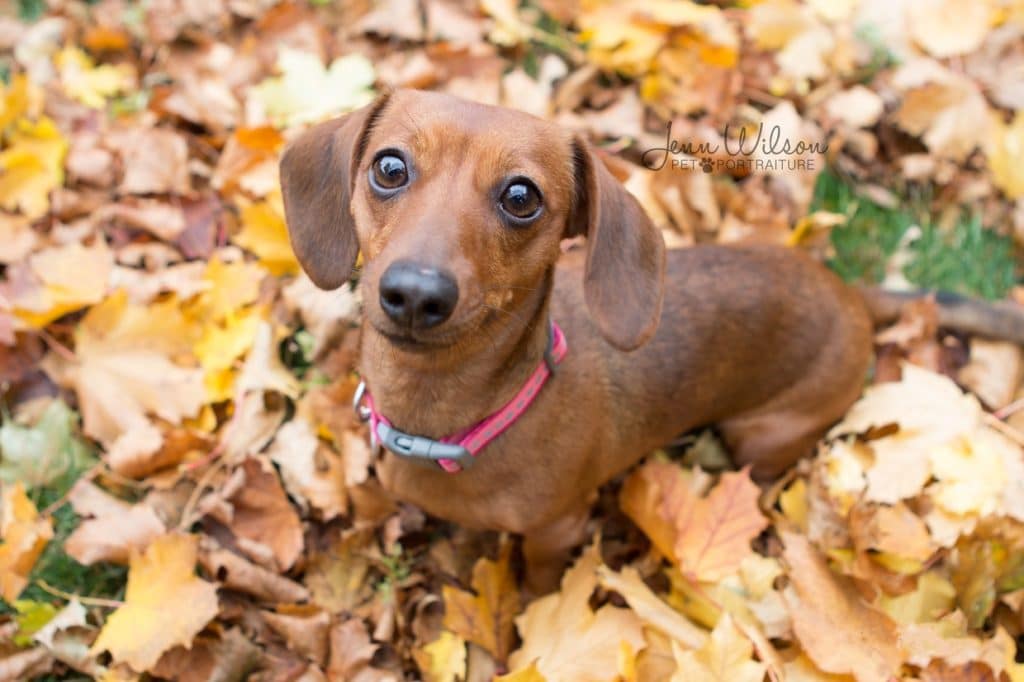 Pound sales rescue dogs