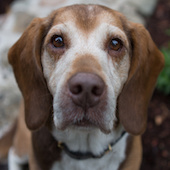 Dudley - , a Pound Dog Rescue alumni dog.