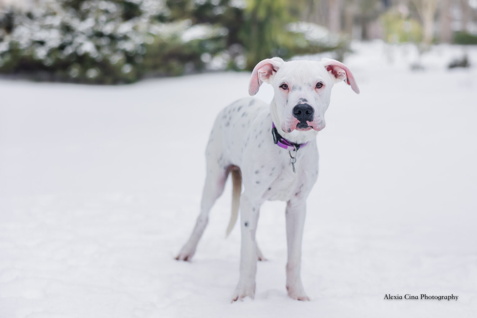 bolt-pound-dog-rescue