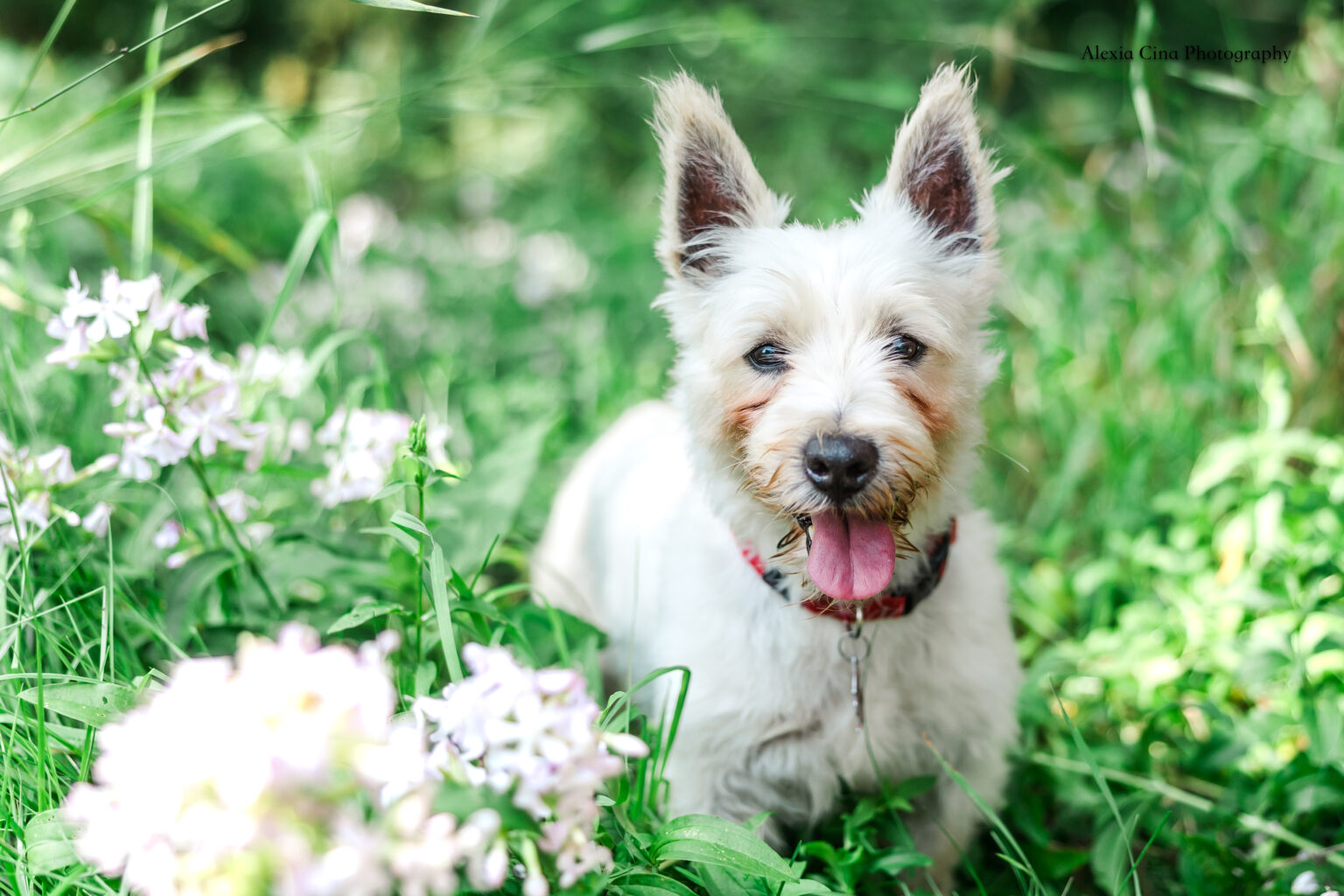 Frazier – Pound Dog Rescue