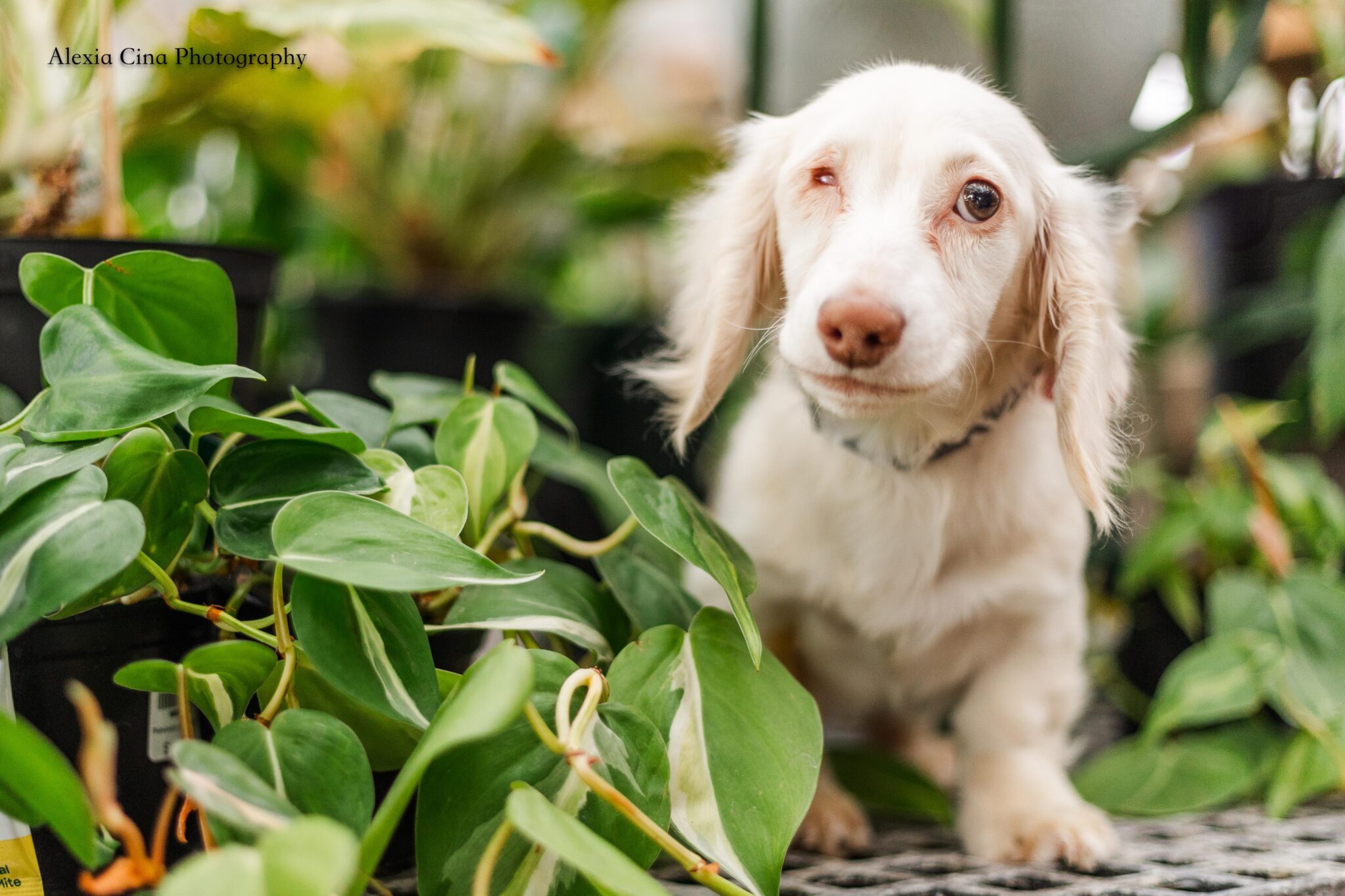Larkin – Pound Dog Rescue
