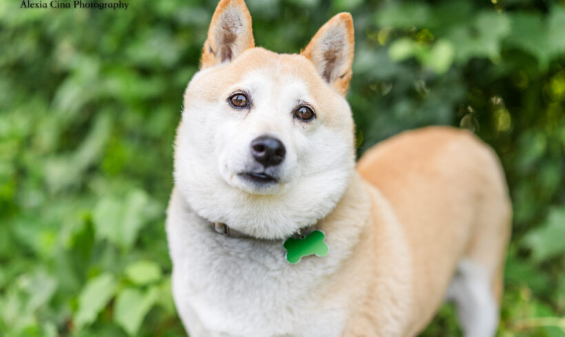 Mochi