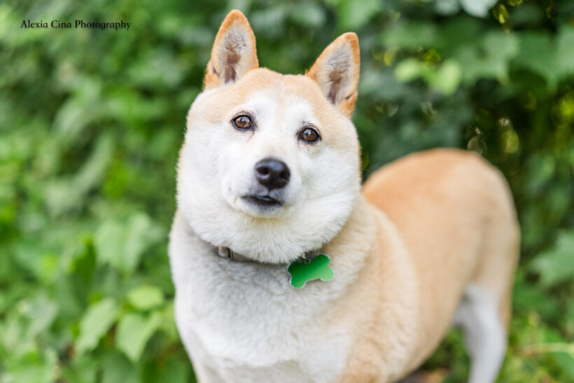 Mochi Mochi