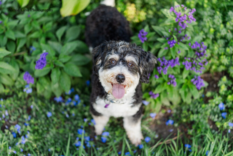 Truffle